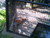 [... 719 views, Tiger Neuwieder Zoo...]